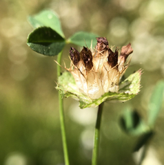 Trifolium