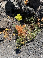 Eriogonum umbellatum