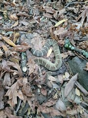 Crotalus oreganus oreganus