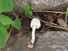 Leucoagaricus rubrotinctus
