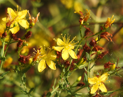 Hypericum triquetrifolium