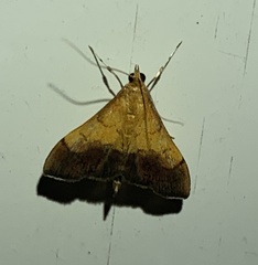 Pyrausta bicoloralis