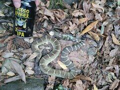 Crotalus oreganus oreganus