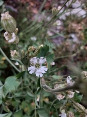 Silene parryi