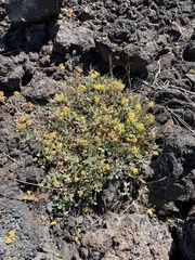 Eriogonum umbellatum