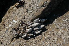 Pollicipes polymerus
