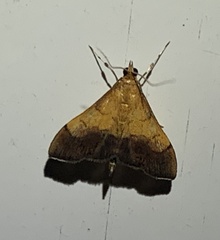 Pyrausta bicoloralis