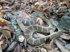 Crotalus oreganus oreganus