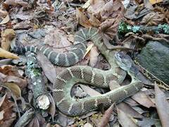 Crotalus oreganus oreganus