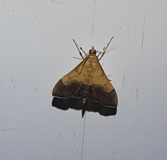 Pyrausta bicoloralis