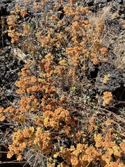 Eriogonum umbellatum