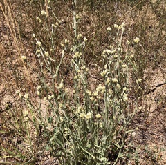 Pseudognaphalium