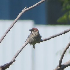 Passer montanus montanus