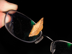 Pseudonadagara semicolor