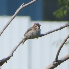 Passer montanus montanus