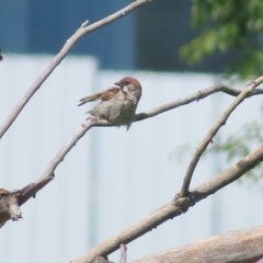 Passer montanus montanus