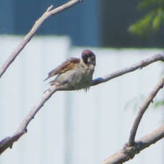 Passer montanus montanus