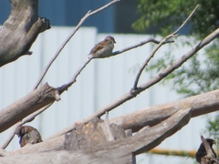 Passer montanus montanus