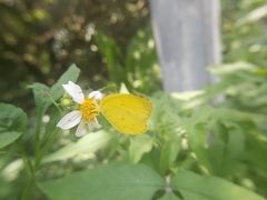 Eurema blanda arsakia