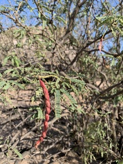 Prosopis articulata