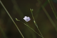 Linum bienne