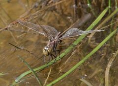 Adversaeschna brevistyla