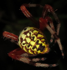 Araneus marmoreus