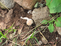 Leucoagaricus rubrotinctus