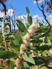 Hakea benthamii