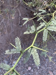 Prosopis articulata
