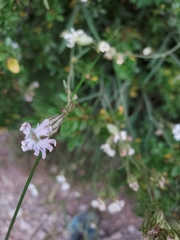 Silene parryi