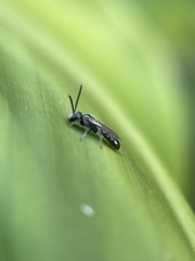 Apoidea