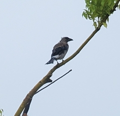 Dendrocitta formosae