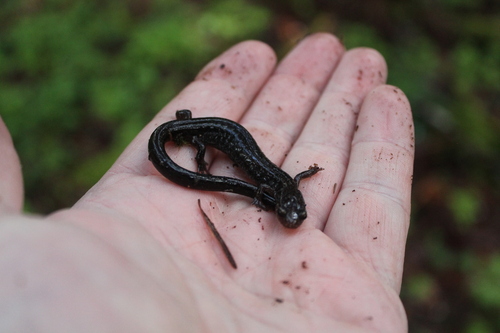 Western Red-backed Salamander, Cultus Lake, BC, Canada, photo 10 of 10