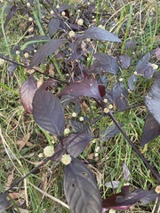 Alternanthera brasiliana