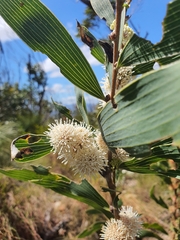 Hakea benthamii