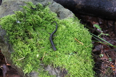 Plethodon vehiculum