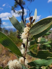 Hakea benthamii