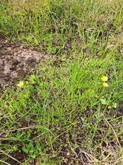Ranunculus robertsonii