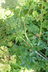 Angelica lucida