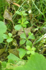Galium triflorum