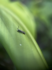 Apoidea