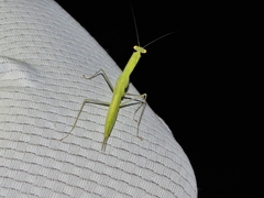 Sinomantis denticulata