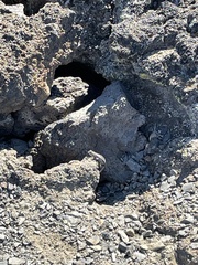 Sceloporus graciosus