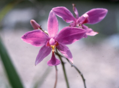 Spathoglottis