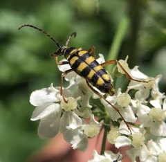 Stenostrophia tribalteata