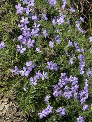 Phlox diffusa