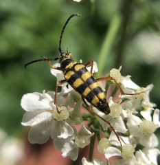 Stenostrophia tribalteata
