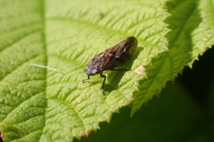 Aphrophora