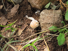 Leucoagaricus rubrotinctus